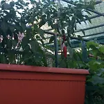 Apartment Paro Split