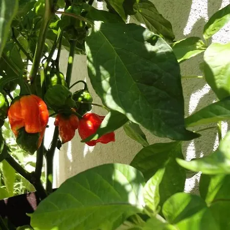 Διαμέρισμα Paro *