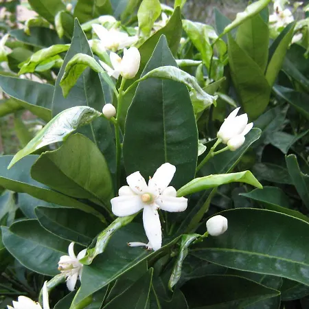 Διαμέρισμα Paro